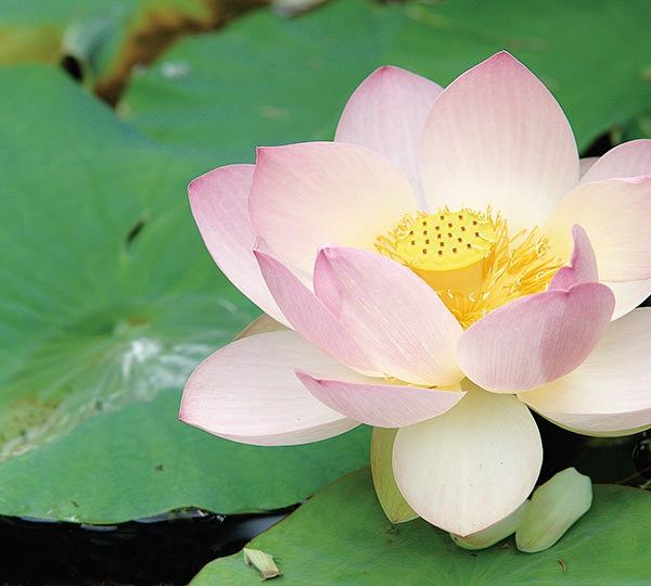 如何破除「慢」與「疑」二邪？