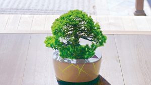 BonsAI