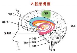 大腦結構圖