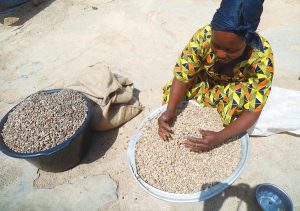 綠藤生機跟非洲迦納地區的小農有深度合作