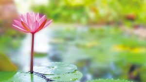 禪修釋疑：共修正法才能避免災難