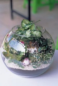 組合盆栽DIY步驟6