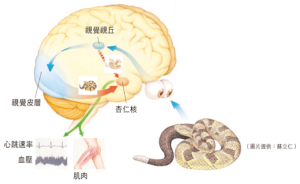 人產生情緒的路徑