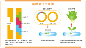 【基改科普篇】基改作物的科學簡介
