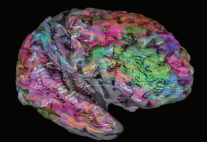 大腦皮層的語義區塊