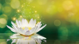 禪門學堂：無生法忍的智慧