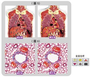 受測者肺部與肺泡的能量變化圖