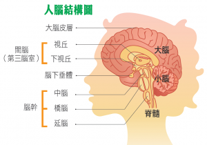 大腦結構圖