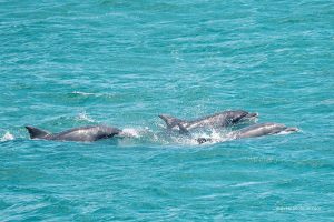 海洋生態之旅　鯨豚在跳躍
