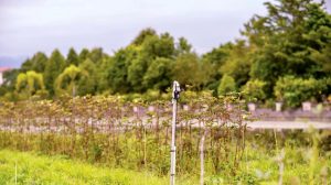 田裡加裝了感應器，用來測知土壤溫度、濕度和肥力