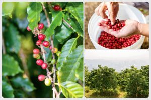 北投在地文化的大屯火山咖啡