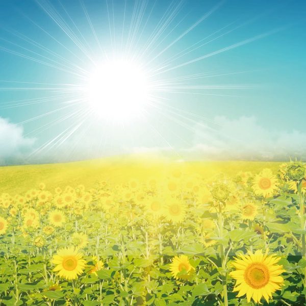 233禪修釋疑：自性皈依是真皈依