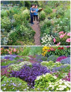 香久園有多達近400種的花草錯落其中