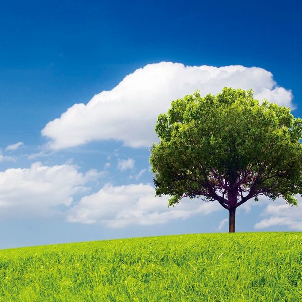 禪修釋疑：用禪的智慧來生活