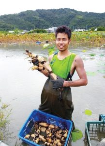 以友善農法種植蓮藕的宜蘭小農