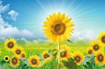 243禪修釋疑：平常心、歡喜心　心開就接通自性