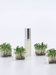 青花椰苗萃取精華露
