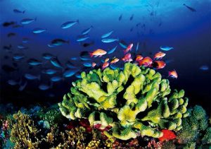 台灣的珊瑚礁資源可發展潛水觀光，部分地區使用人工魚 礁，只要能繁衍藻類，也能吸引魚群，創造資源。（圖片來 源：海管處陳朝宗攝）
