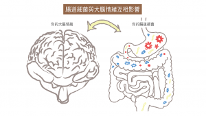腸道細菌與大腦情緒互相影響
