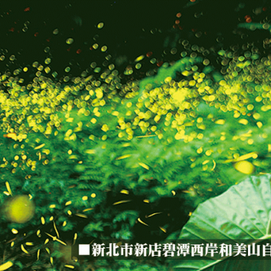 台北都市復育螢火蟲　驚豔國際