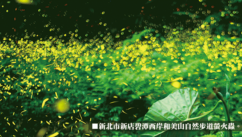 台北都市復育螢火蟲　驚豔國際
