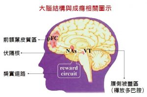 大腦結構與成癮相關圖示