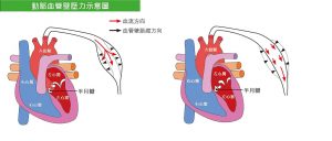 動脈血管壁壓力示意圖