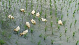 放養鴨群於稻禾間的有機耕作法