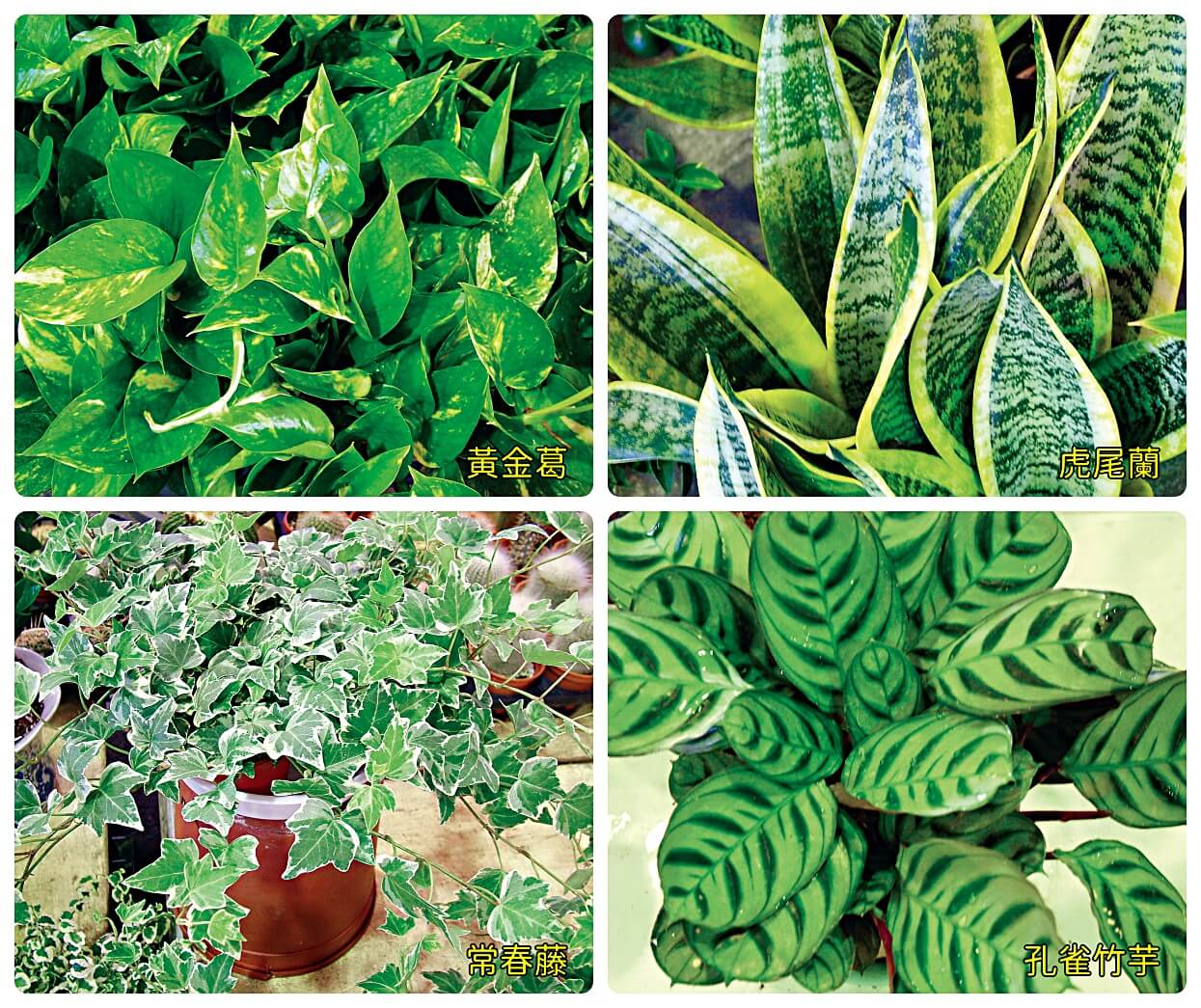 具淨化空氣能力的植物