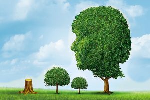 社會與環境:森林資源與木材