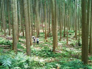 環境友善疏伐林地實景