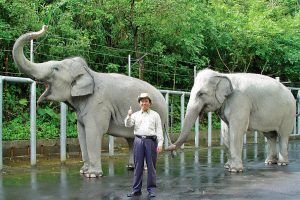 動物園裡的兩隻亞洲象