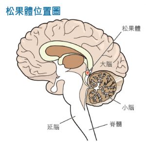 松果體位於大腦小腦及延腦的交界區域