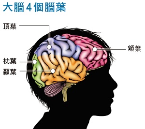 大腦4 個腦葉