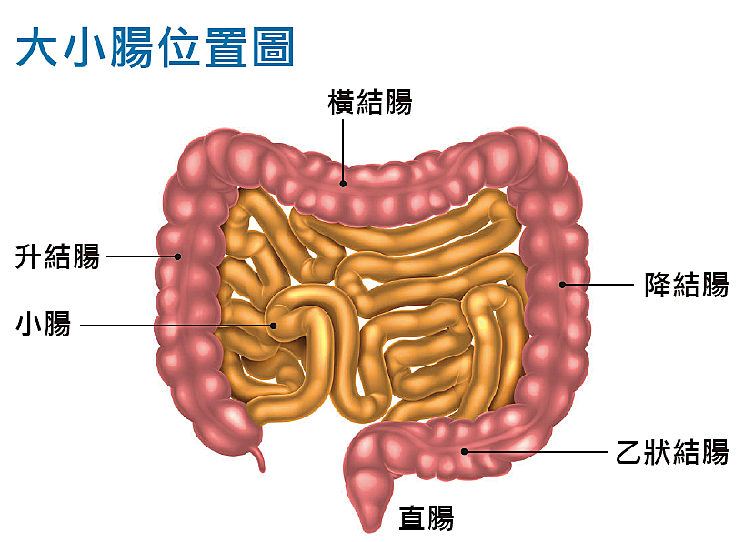 大小腸位置圖