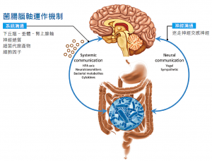 菌腸腦軸運作機制