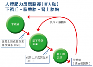 人體壓力反應路徑（HPA軸）
