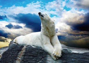 到了2050年北極9月的海冰量將趨近消失