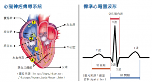 心臟神經傳導系統