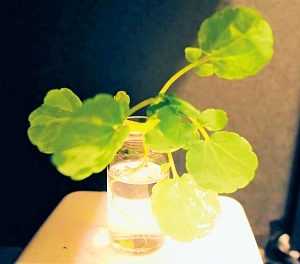 發光植物需蒐集光源才能發光