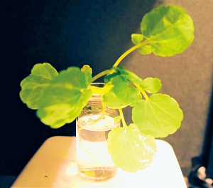 發光植物需蒐集光源才能發光