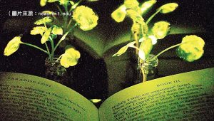 科技生活:MIT 研發光能植物讓街樹也能放光