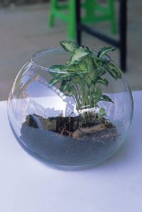 組合盆栽DIY步驟2