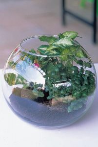 組合盆栽DIY步驟4