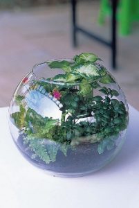 組合盆栽DIY步驟5