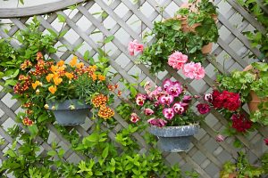 創意十足的容器花園