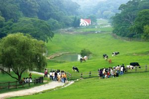 苗栗「飛牛牧場」結合休閒觀光機能是轉型成功的例子
