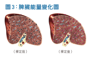 脾臟能量變化圖