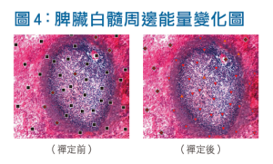 脾臟白髓周邊能量變化圖