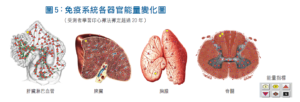 免疫系統各器官能量變化圖